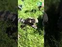 Dinosaurier für Sprachspiele