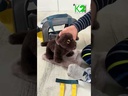 Hund mit Tasche und Pflege-Set